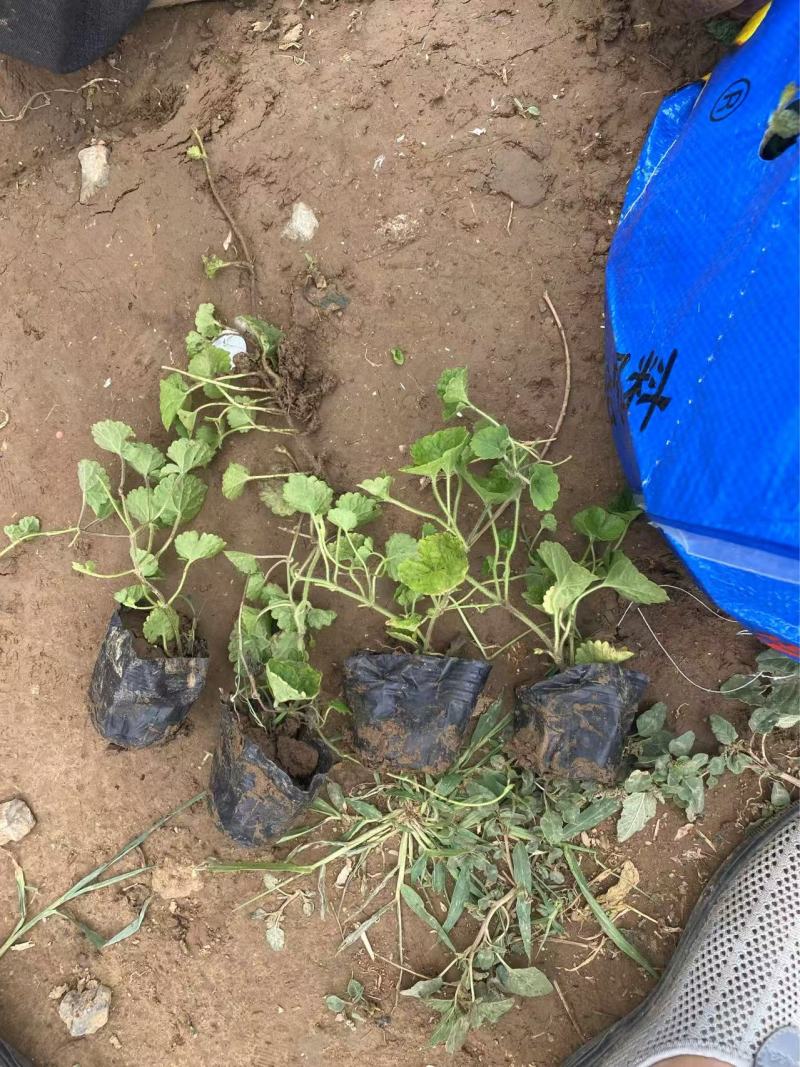 精品连钱草优质连钱草自产自销
