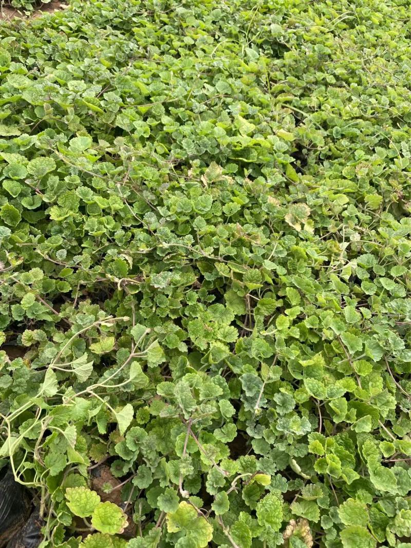 精品连钱草优质连钱草自产自销