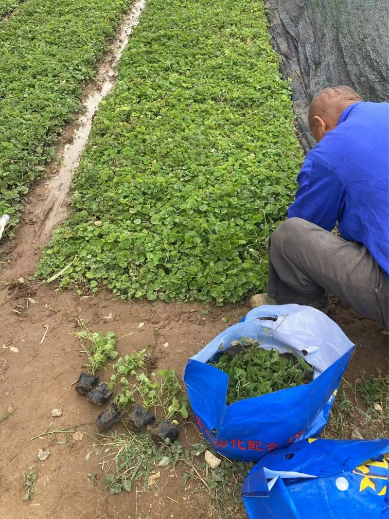 精品连钱草优质连钱草自产自销