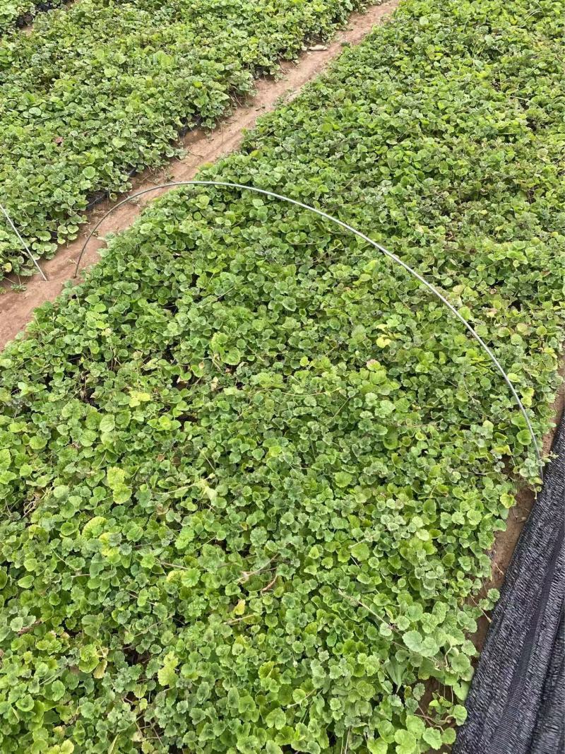精品连钱草优质连钱草自产自销