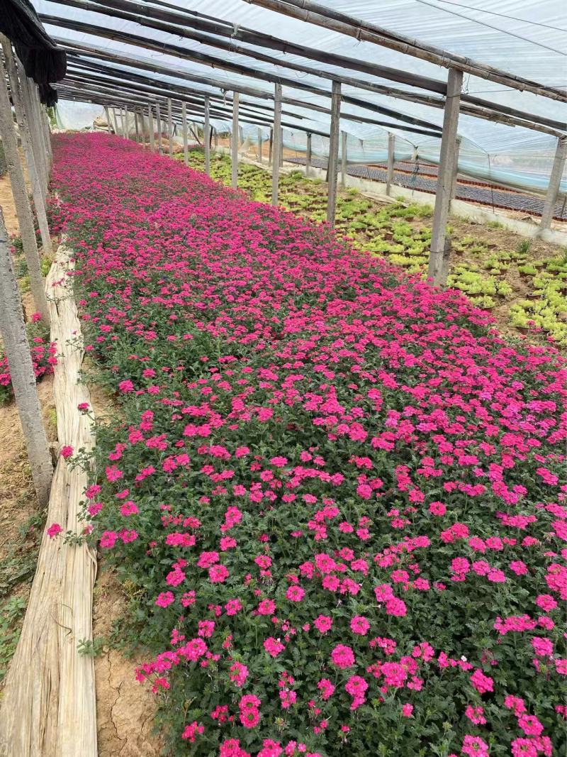 精品美女樱优质细叶美女樱自产自销美女樱种植基