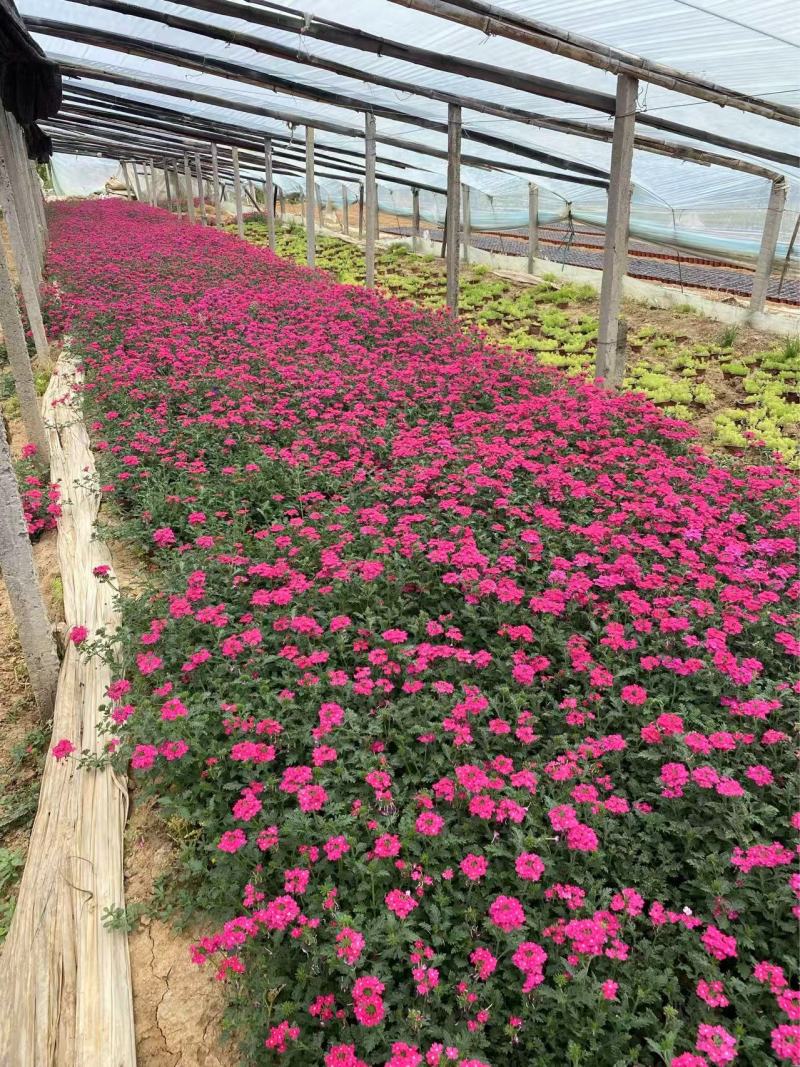 精品美女樱优质细叶美女樱自产自销美女樱种植基