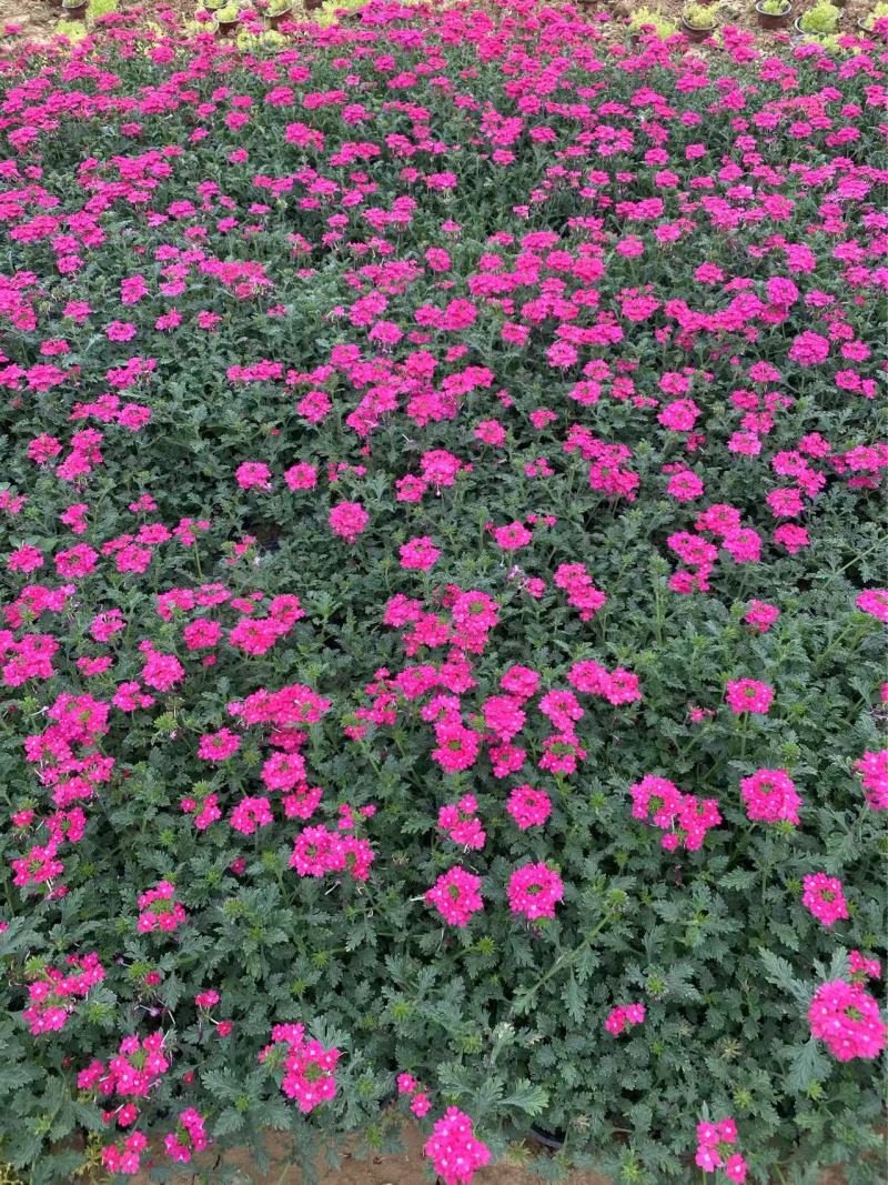 精品美女樱优质细叶美女樱自产自销美女樱种植基