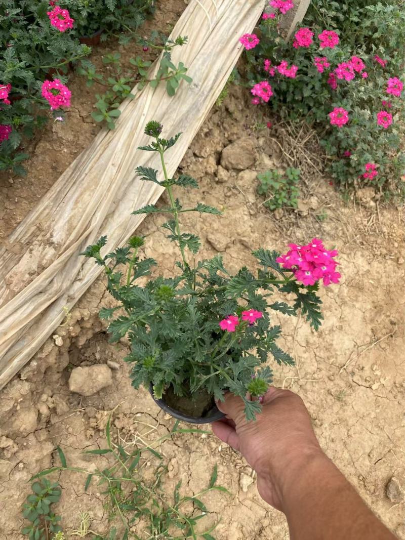 精品美女樱优质细叶美女樱自产自销美女樱种植基