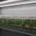 蓝莓组培，苔藓苗，瓶苗，基地直销常年批发，各种热销品种