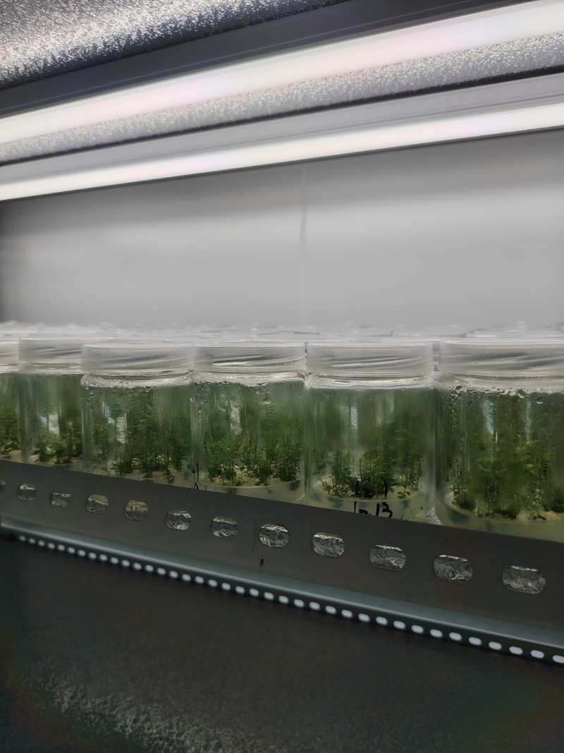 蓝莓组培，苔藓苗，瓶苗，基地直销常年批发，各种热销品种