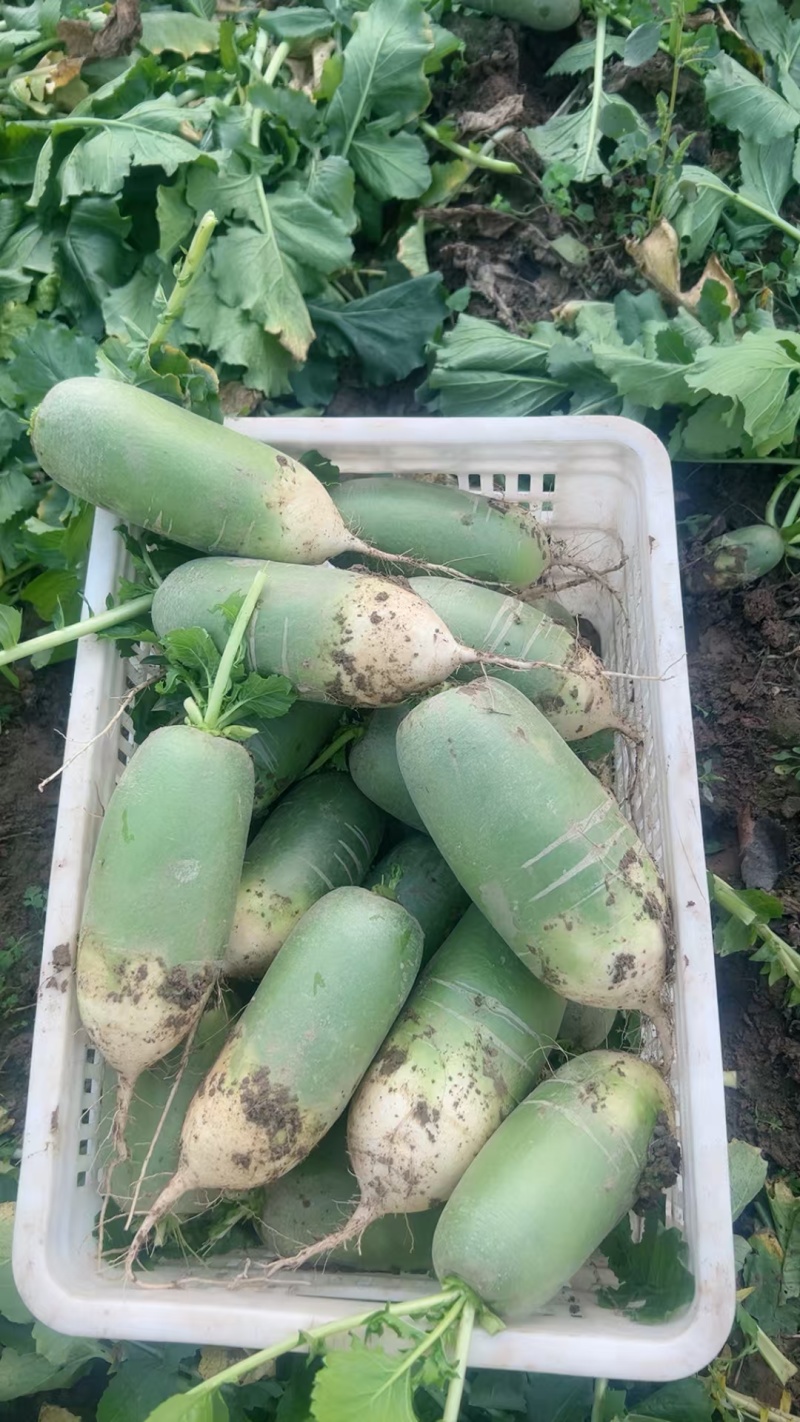 大量青头萝卜，个头均匀