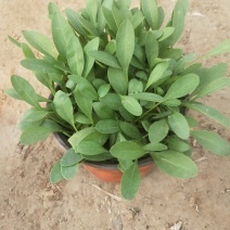 金鸡菊，规格齐全，质优价廉，欢迎采购