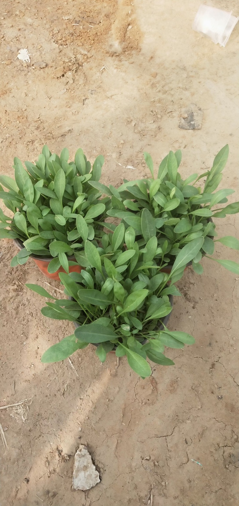 金鸡菊，规格齐全，质优价廉，欢迎采购