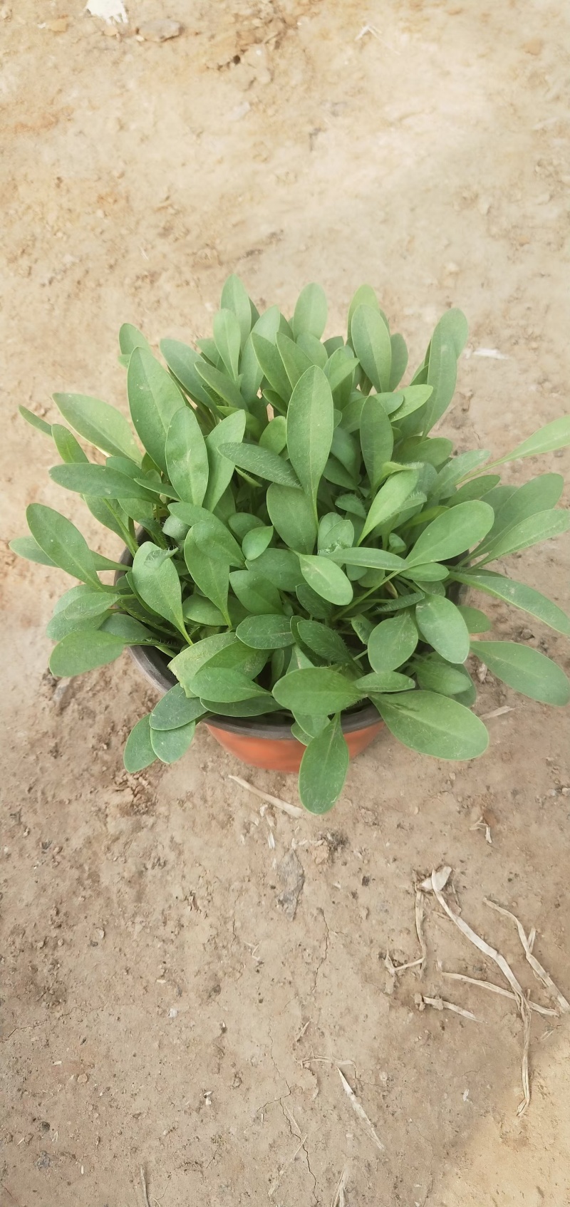 金鸡菊，规格齐全，质优价廉，欢迎采购