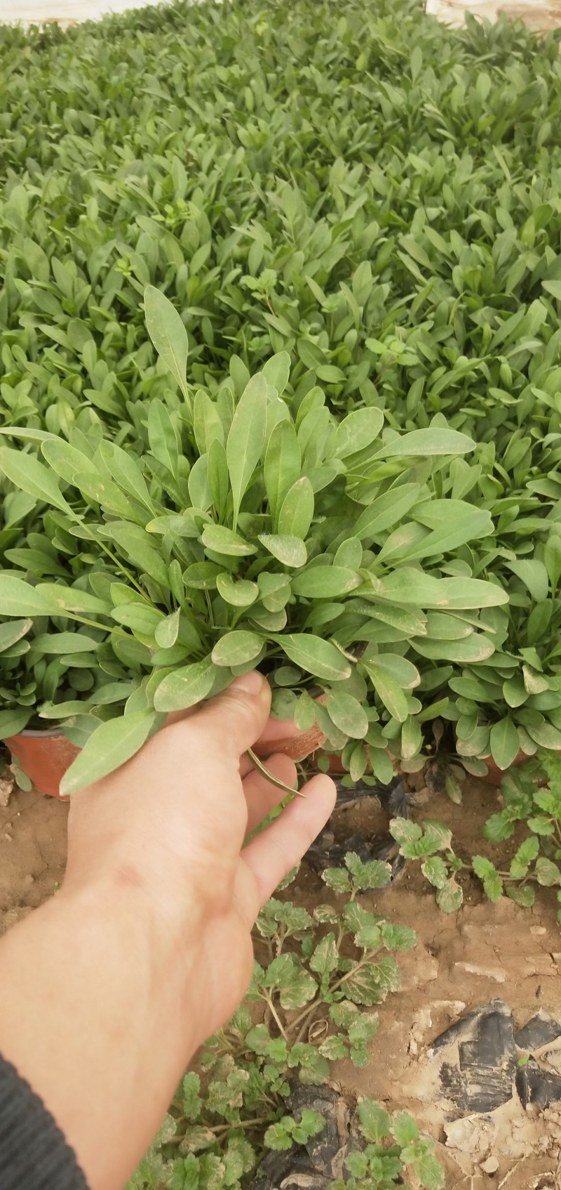 金鸡菊，规格齐全，质优价廉，欢迎采购