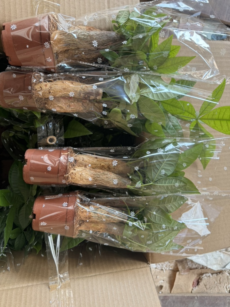 80三杆发财树