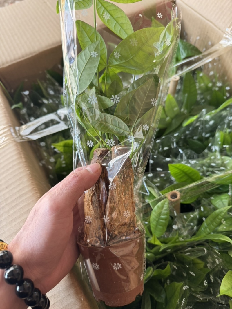 80三杆发财树