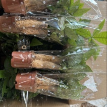 80三杆发财树