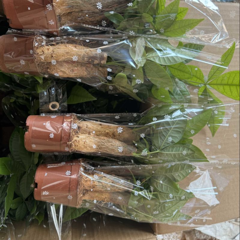80三杆发财树