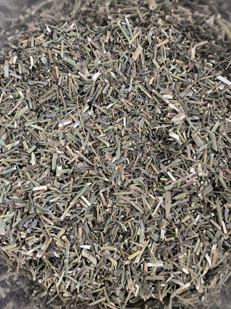 柴胡苗药用物美价廉地道药材