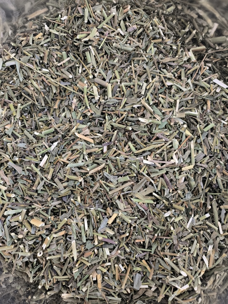 柴胡苗药用物美价廉地道药材