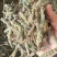 荆芥穗，荆芥段，中药材批发，产地一手货源，丹丹中药