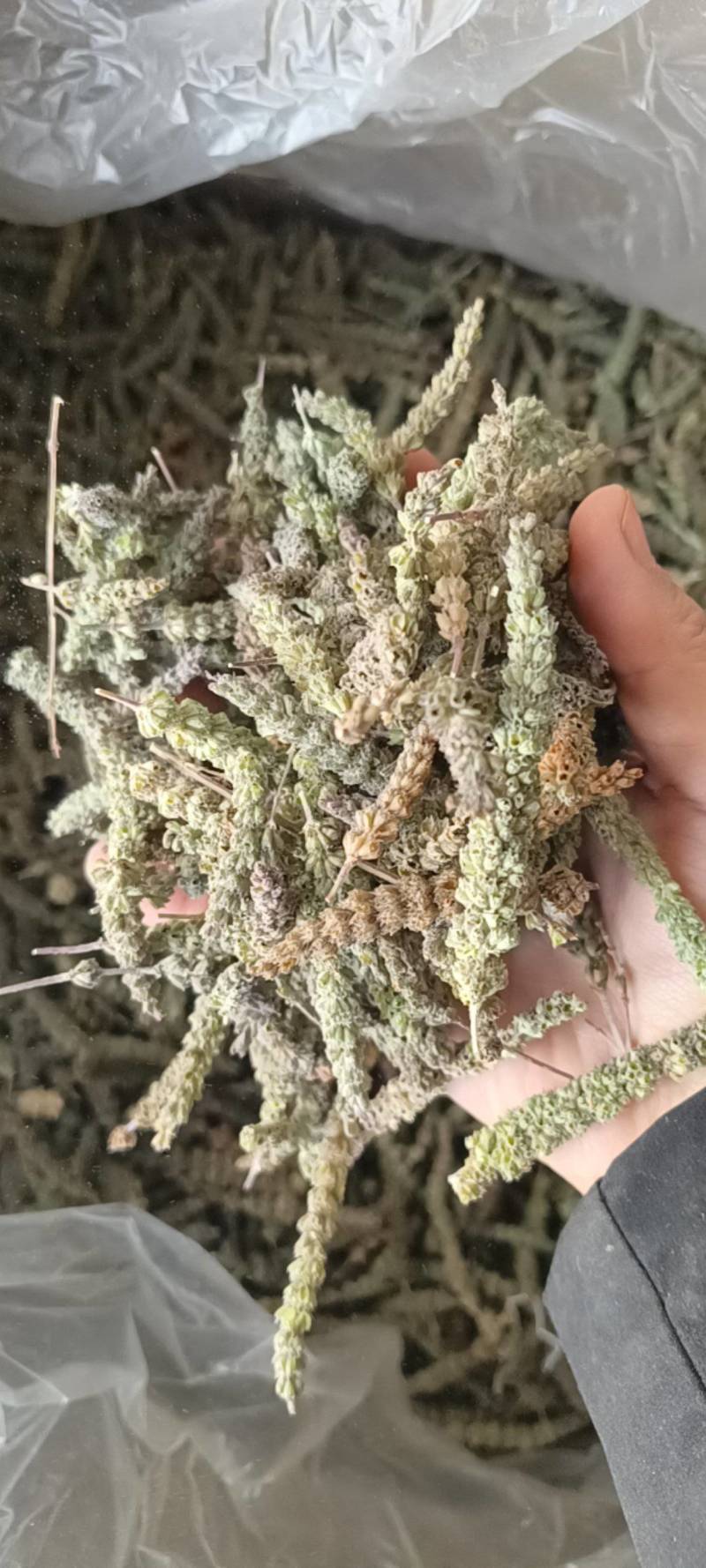 荆芥穗，荆芥段，中药材批发，产地一手货源，丹丹中药