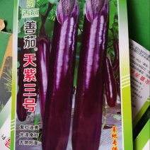 天紫三号茄子