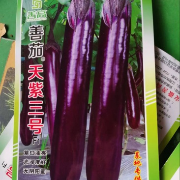 天紫三号茄子