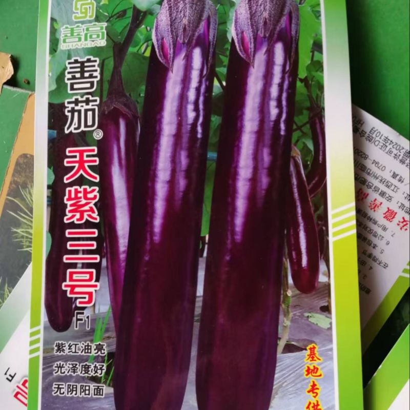 天紫三号茄子