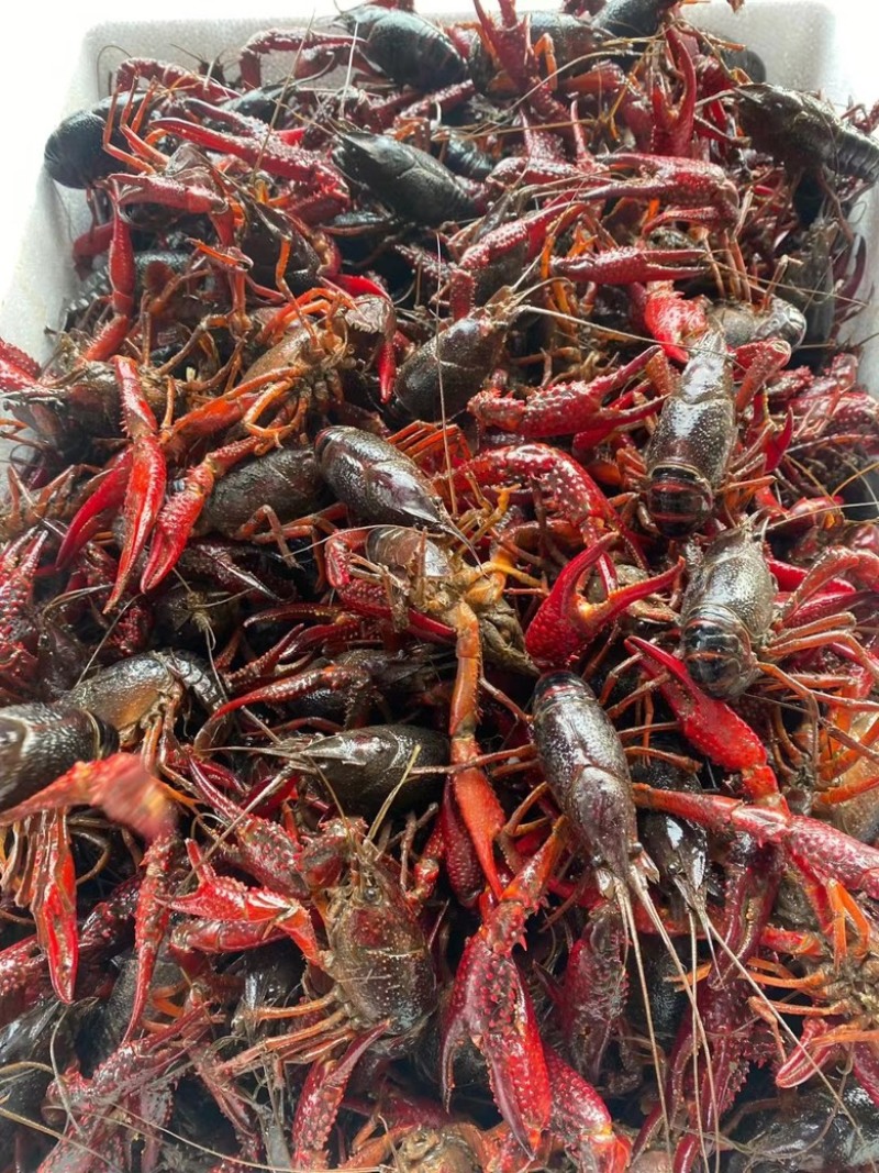 精品小龙虾