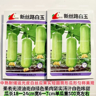 新丝路白玉丝瓜种子表皮光滑油亮白绿色白皮丝瓜种子汤汁白色