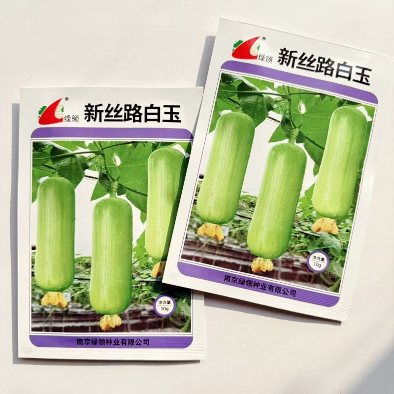新丝路白玉丝瓜种子表皮光滑油亮白绿色白皮丝瓜种子汤汁白色