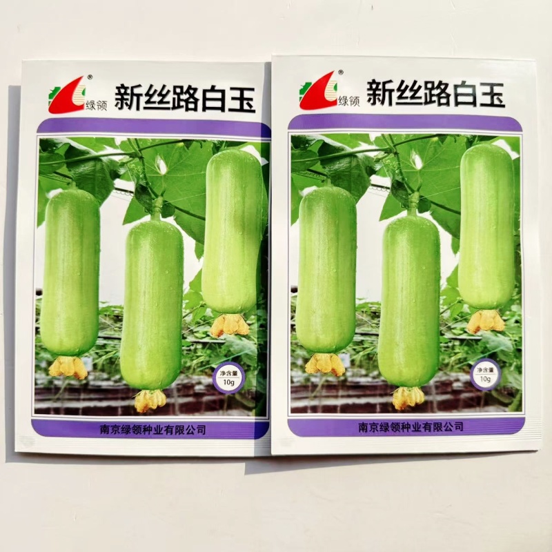 新丝路白玉丝瓜种子表皮光滑油亮白绿色白皮丝瓜种子汤汁白色