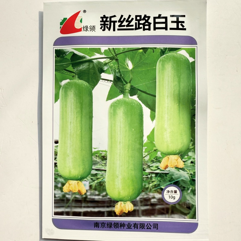 新丝路白玉丝瓜种子表皮光滑油亮白绿色白皮丝瓜种子汤汁白色
