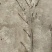 玉兰花带花苞鲜切枝条