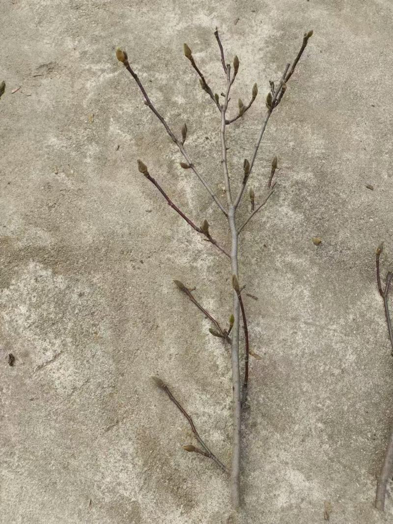 玉兰花带花苞鲜切枝条