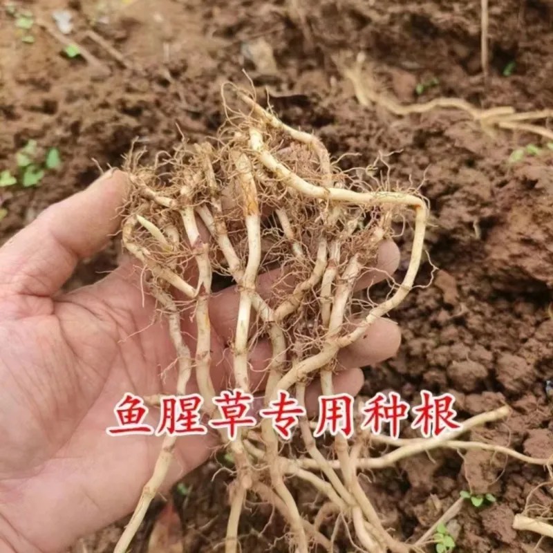 贵州折耳根鱼腥草。红叶折耳根种根特色野菜。