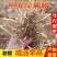 贵州折耳根鱼腥草。红叶折耳根种根特色野菜。