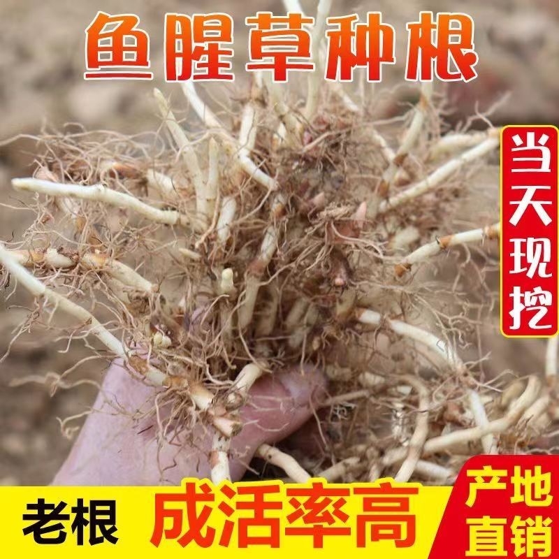 贵州折耳根鱼腥草。红叶折耳根种根特色野菜。