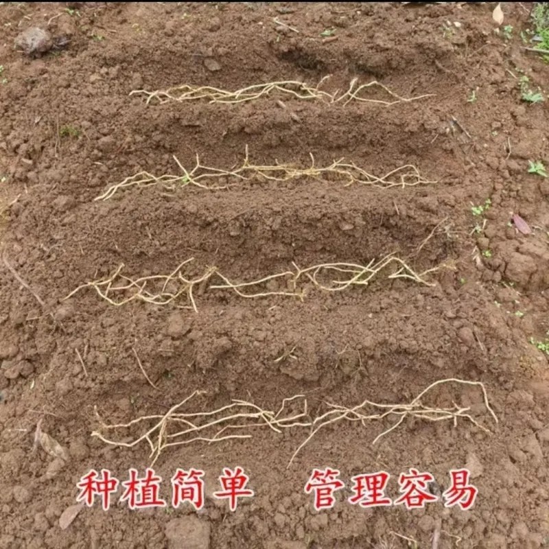 贵州折耳根鱼腥草。红叶折耳根种根特色野菜。