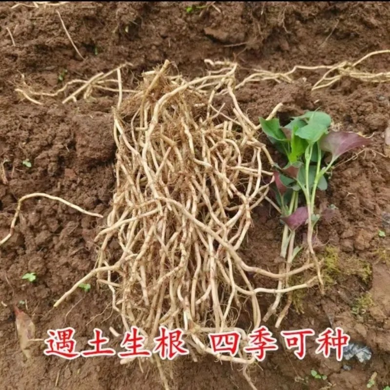 贵州折耳根鱼腥草。红叶折耳根种根特色野菜。