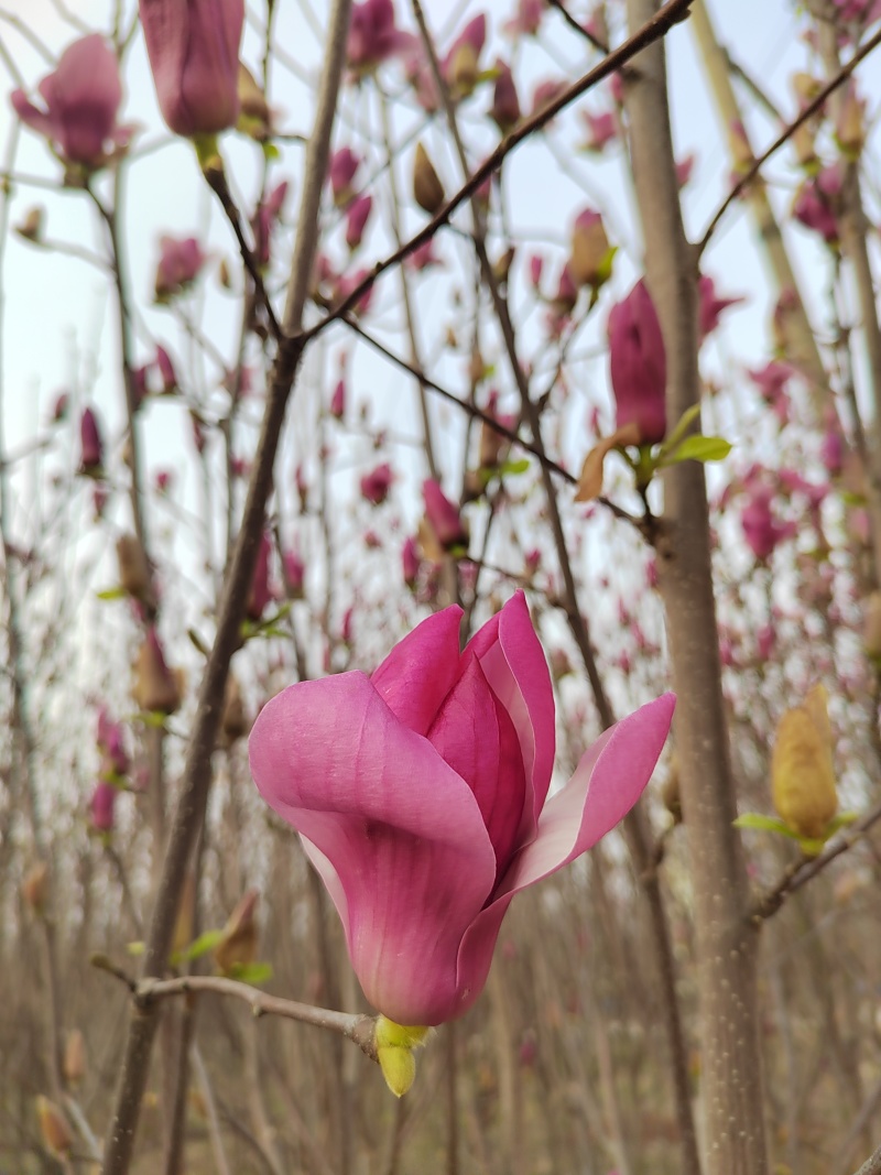 玉兰花带花苞鲜切枝条