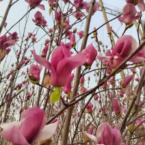 玉兰花带花苞鲜切枝条