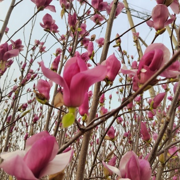 玉兰花带花苞鲜切枝条