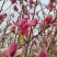 玉兰花带花苞鲜切枝条