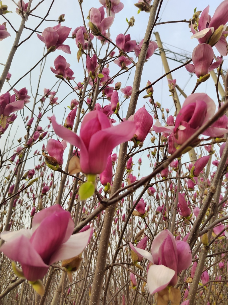 玉兰花带花苞鲜切枝条