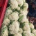 松散花