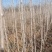 山楂苗黄山楂苗，量大质优价格优惠免费指导技术包活
