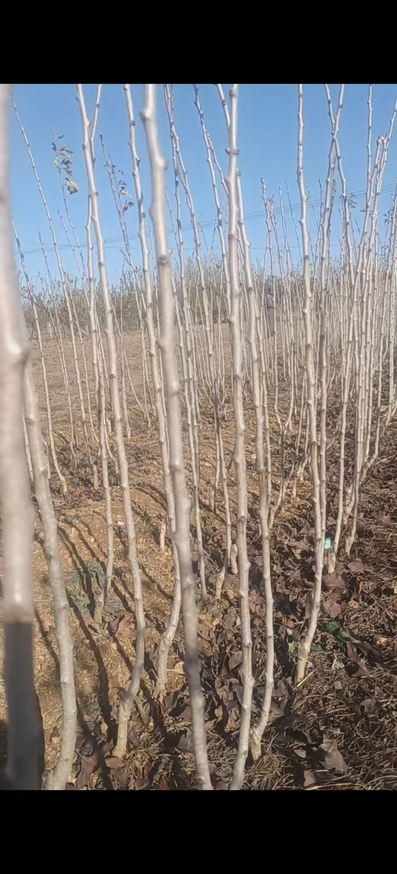 山楂苗黄山楂苗，量大质优价格优惠免费指导技术包活