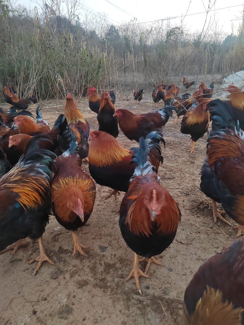 江西正宗跑山鸡能飞能跑的走地鸡价格美丽一手货源欢迎咨询