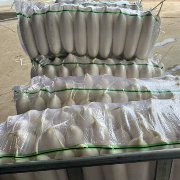 产地直供优质白萝卜包装（三排四排）散装质量上乘