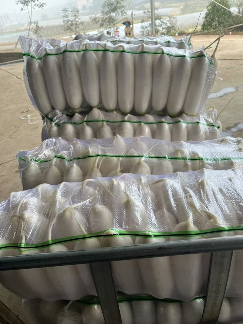 产地直供优质白萝卜包装（三排四排）散装质量上乘