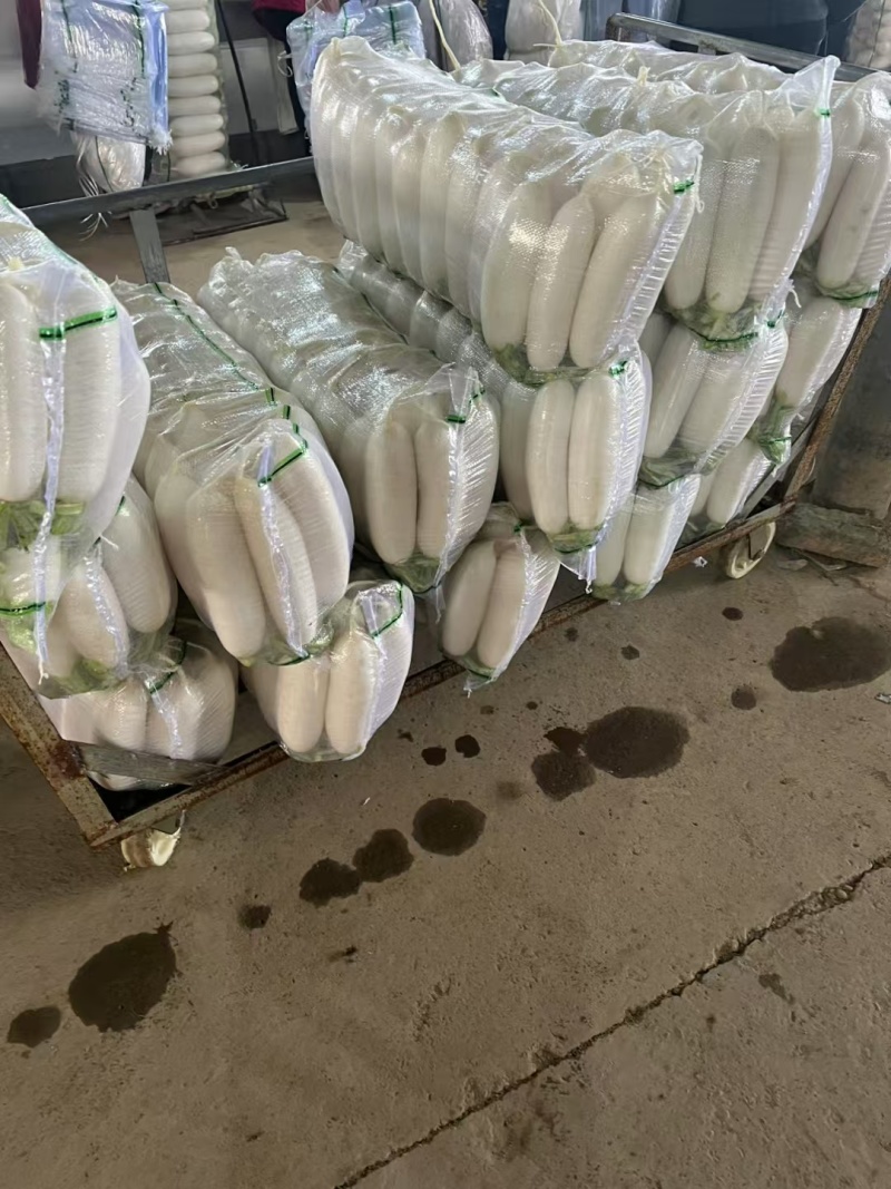 产地直供优质白萝卜包装（三排四排）散装质量上乘